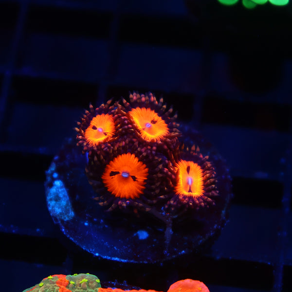 WWC Bloodsuckers
