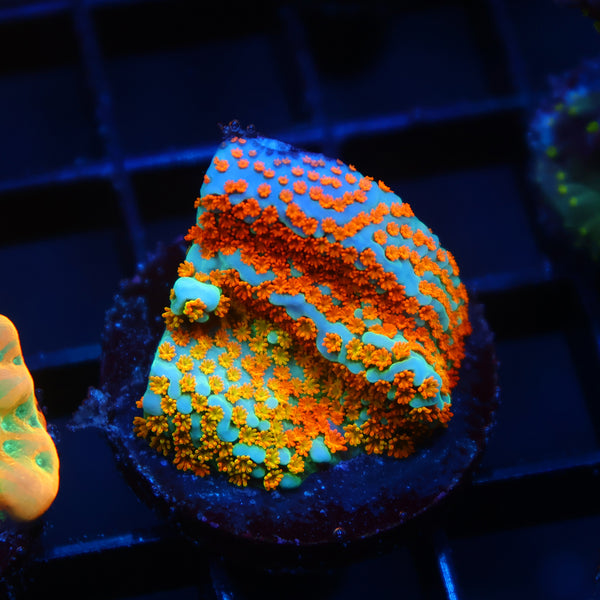 TCK Rainbow Roads Monti