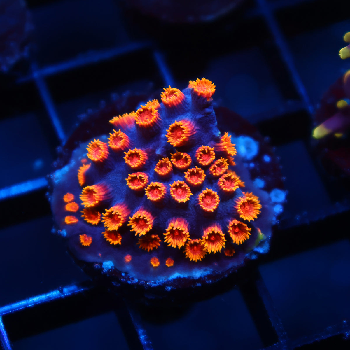 WWC Bizarro Cyphastrea