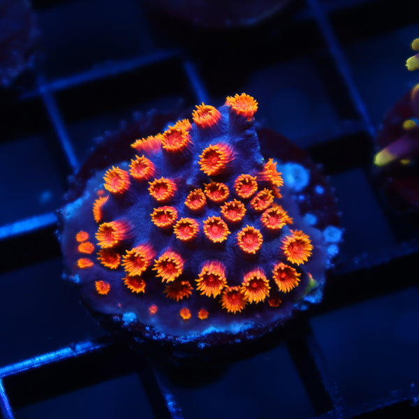 WWC Bizarro Cyphastrea