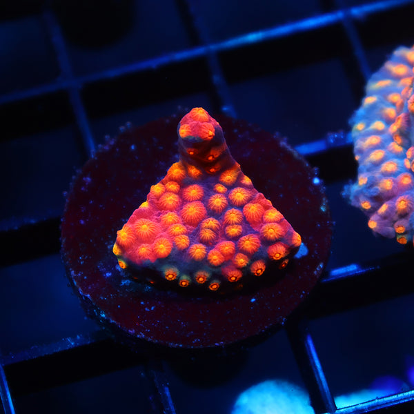 TCK Rainbow Abstract Cyphastrea