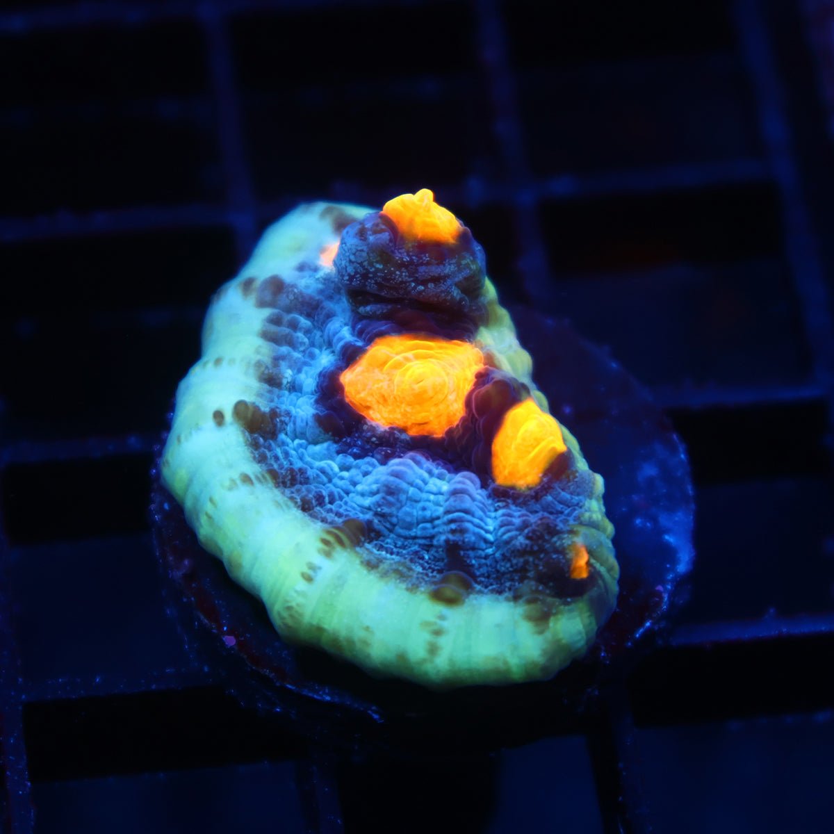 TCK Halloween Mycedium