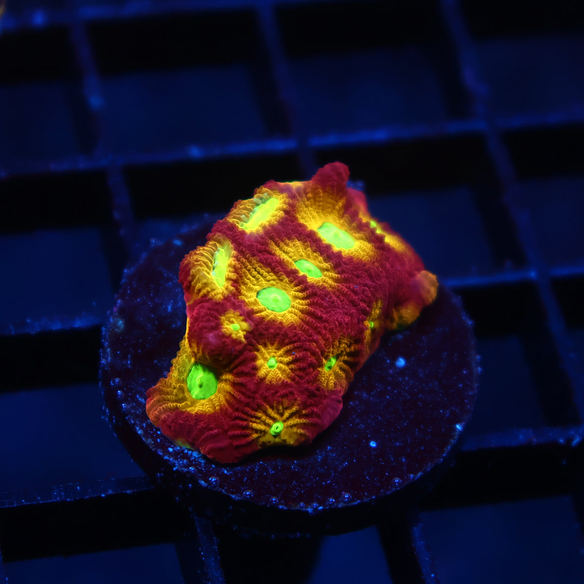 TCK Fire Favites