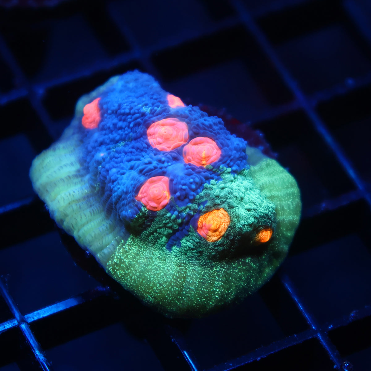 TCK Grafted Candy Eye Chalice