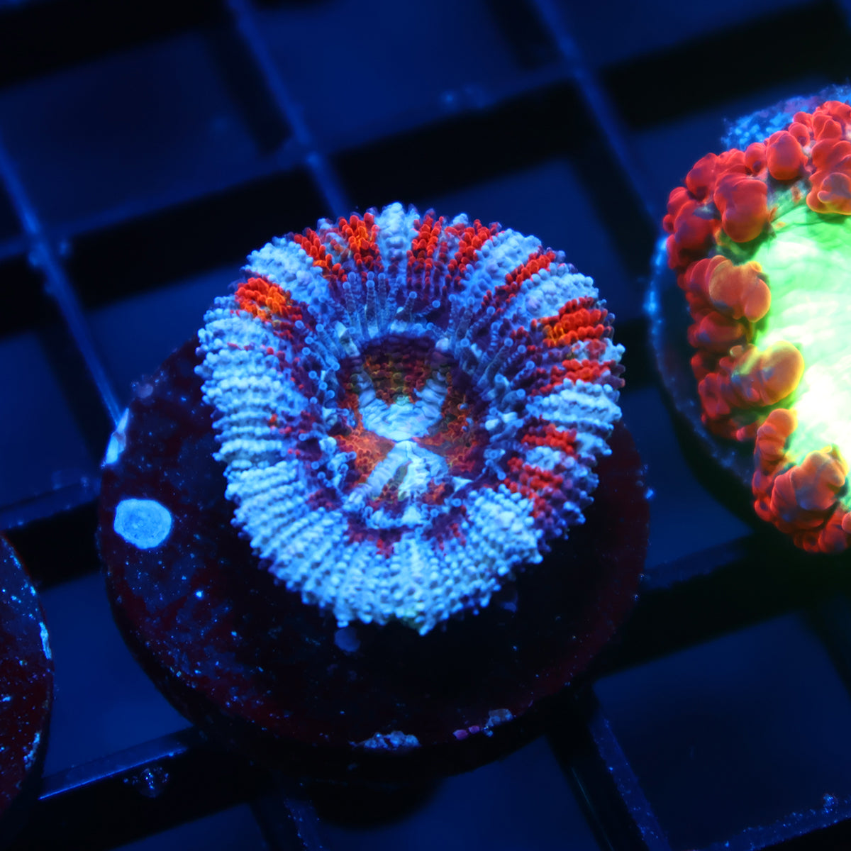 TCK Rainbow Striped Acan Lord