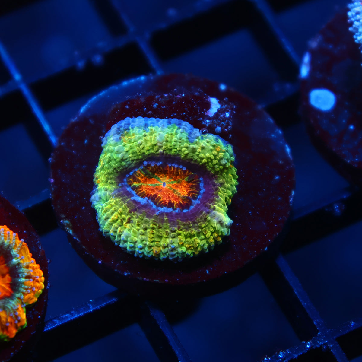SR Limelight Acan Lord