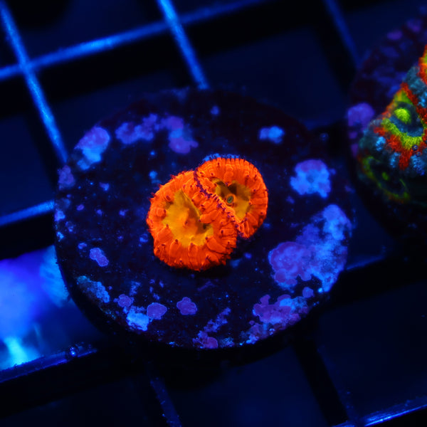 WWC OG Rainbow Blasto