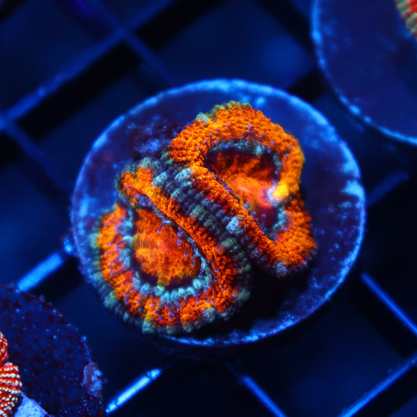 TCK Awesome Orange Acan Lord