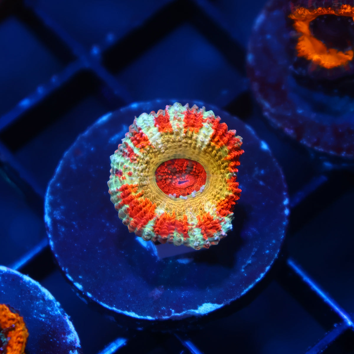 CC OG Rising Sun Acan Lord