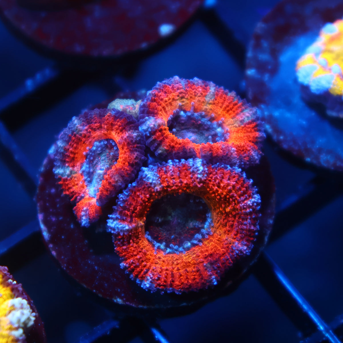 TCK Solar Storm Acan Lord