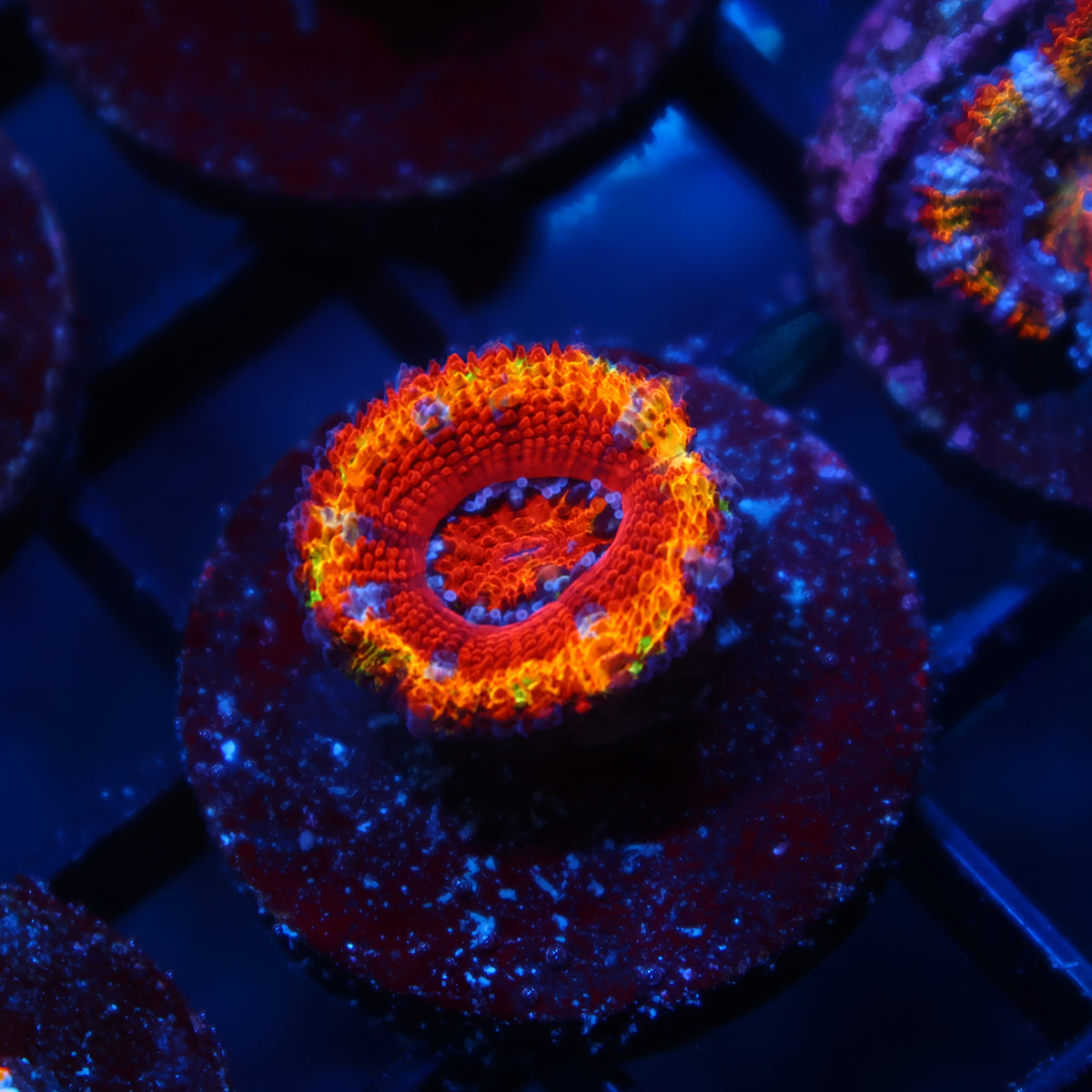TCK Master Rainbow Acan Lord