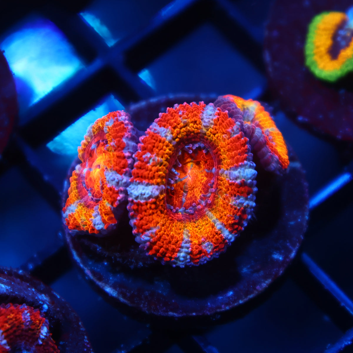 TCK Rainbowbrite Acan Lord