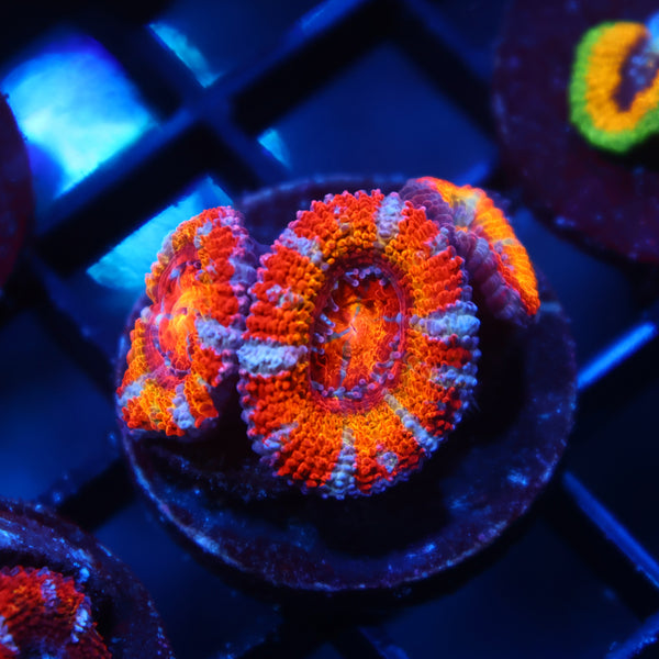 TCK Rainbowbrite Acan Lord
