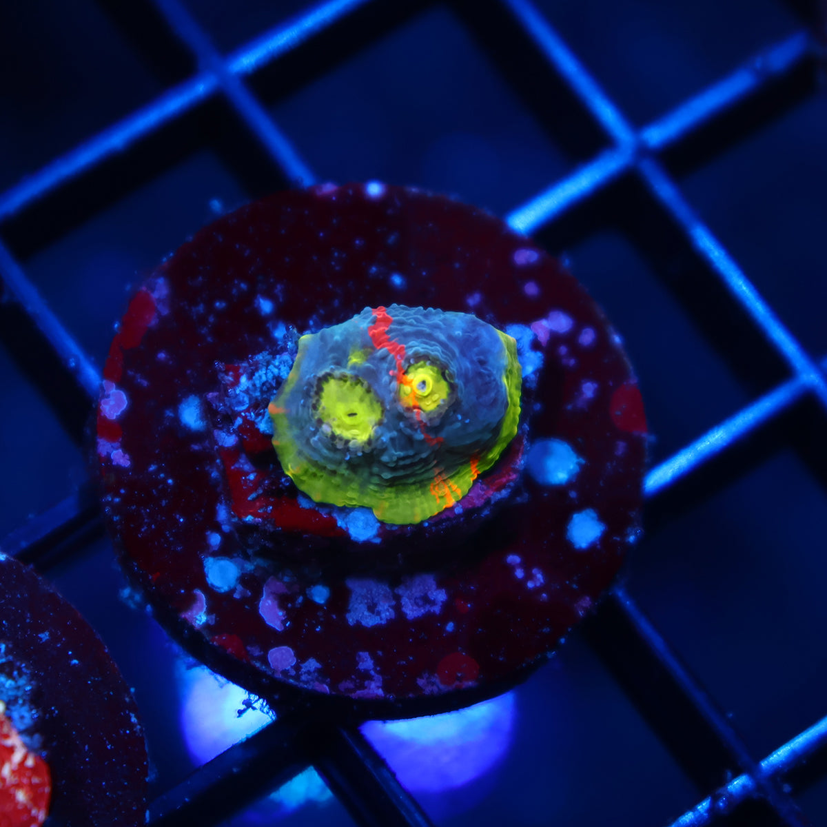 TCK Two Faced Rainbow Chalice