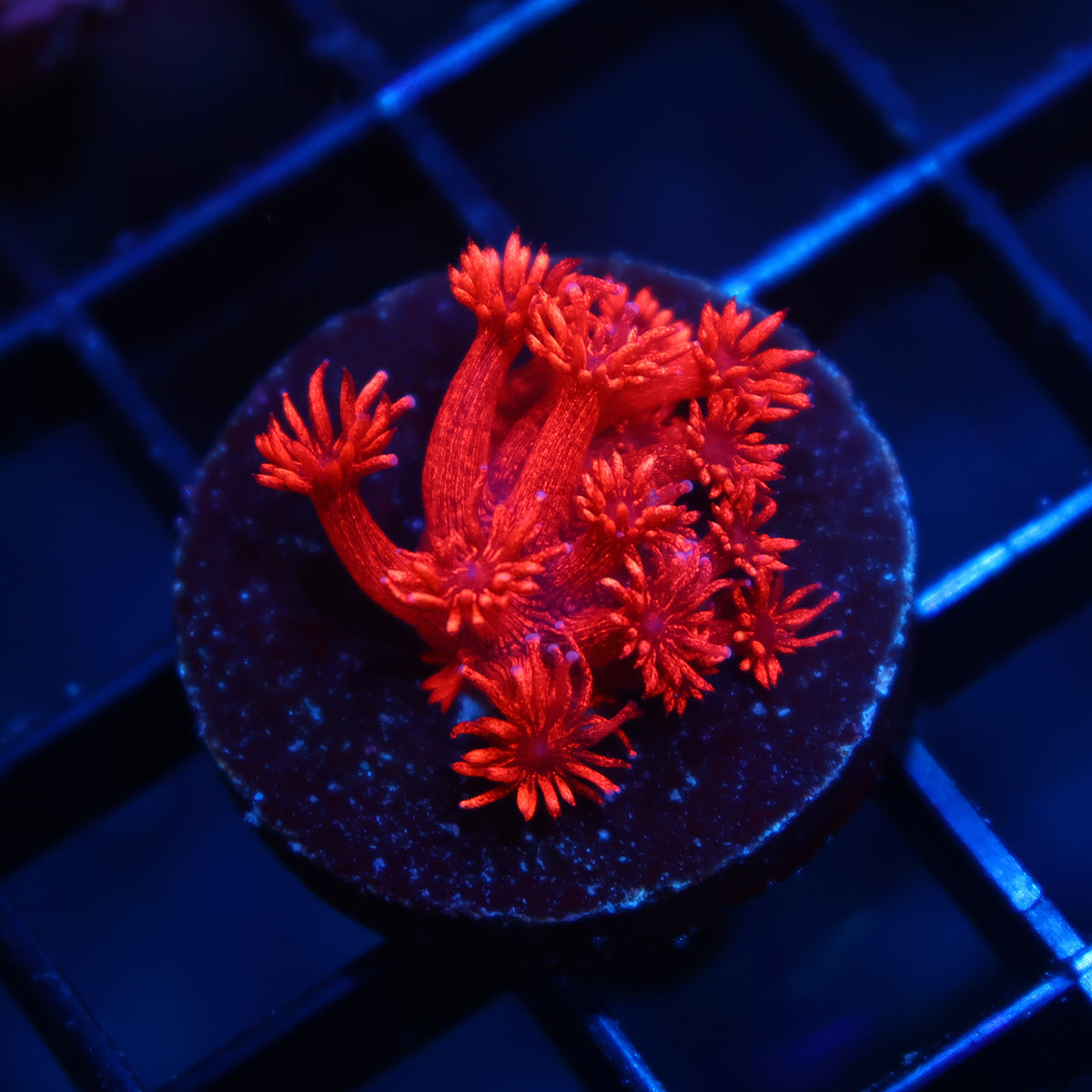 TCK Alec's Insane Red Glitterbomb goni