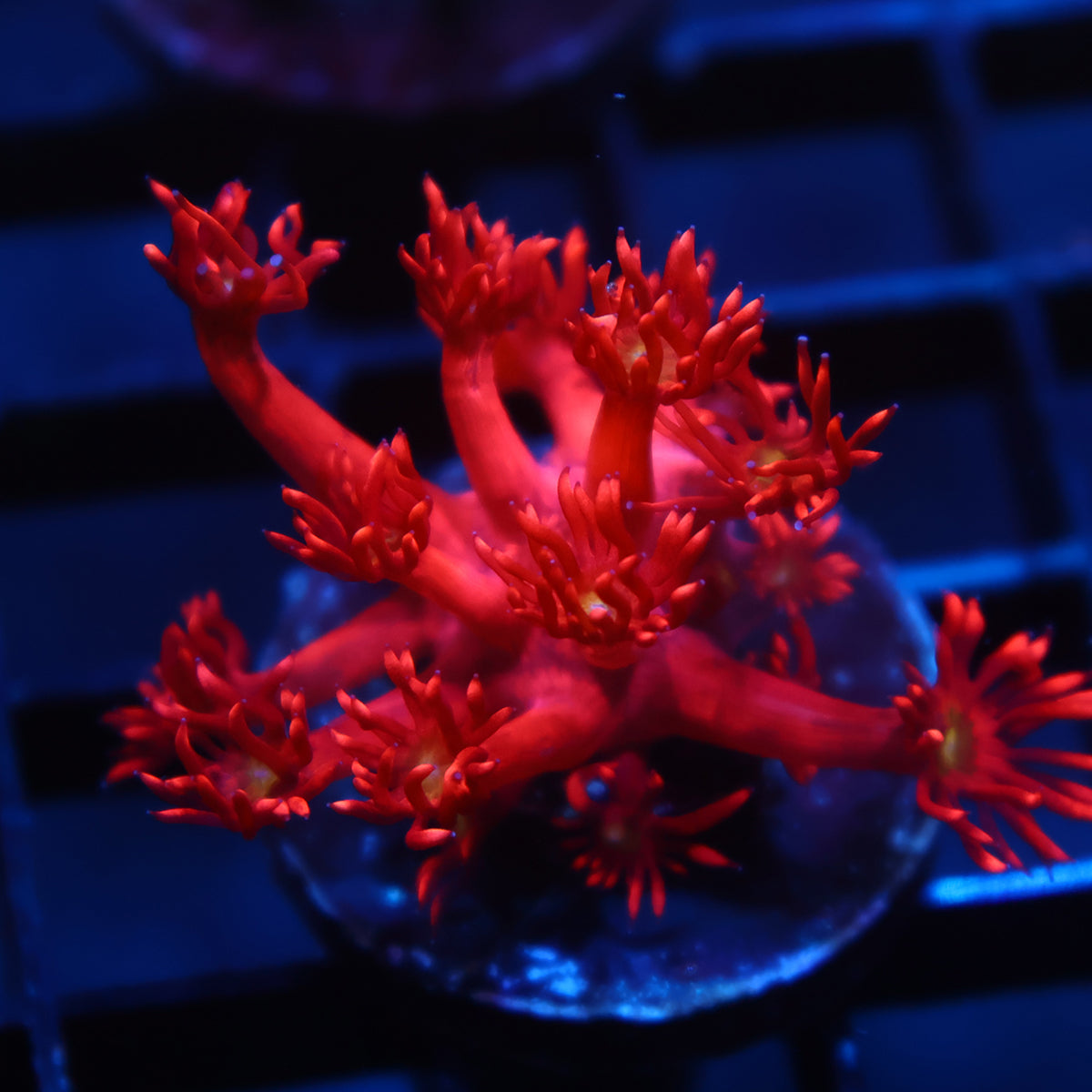 TCK Red Goni