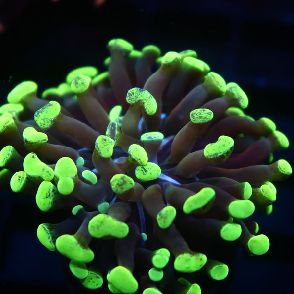 TCK "Salty's Torch" Hybrid Euphyllia