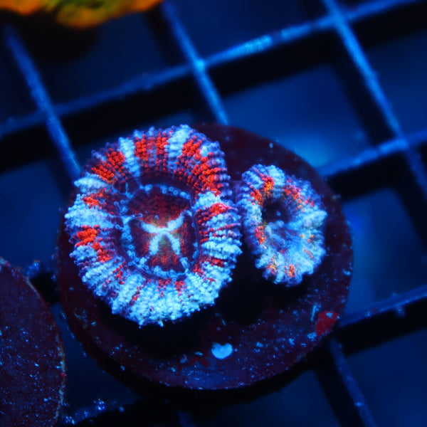TCK Rainbow Striped Acan Lord