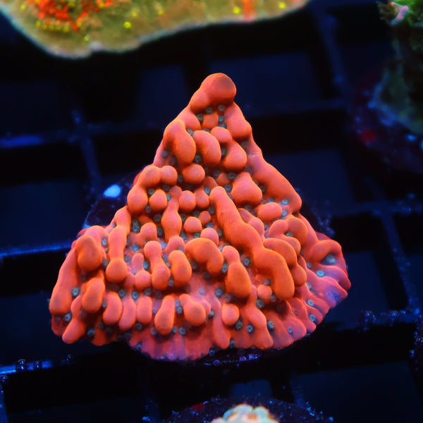 TCK Phoenix Monti
