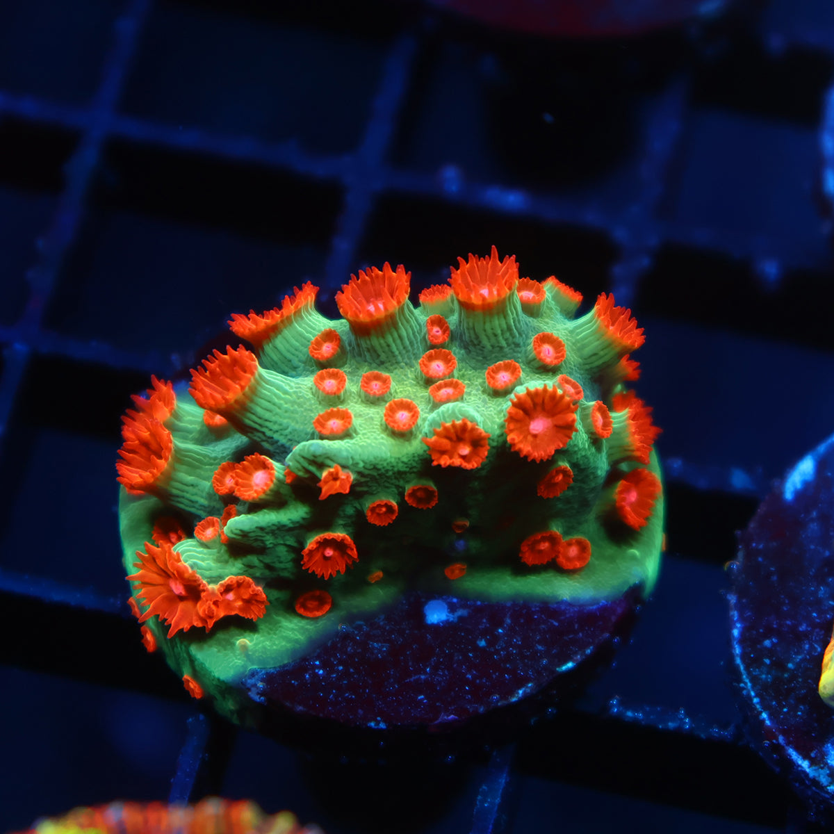 WWC Jingle Bells Cyphastrea