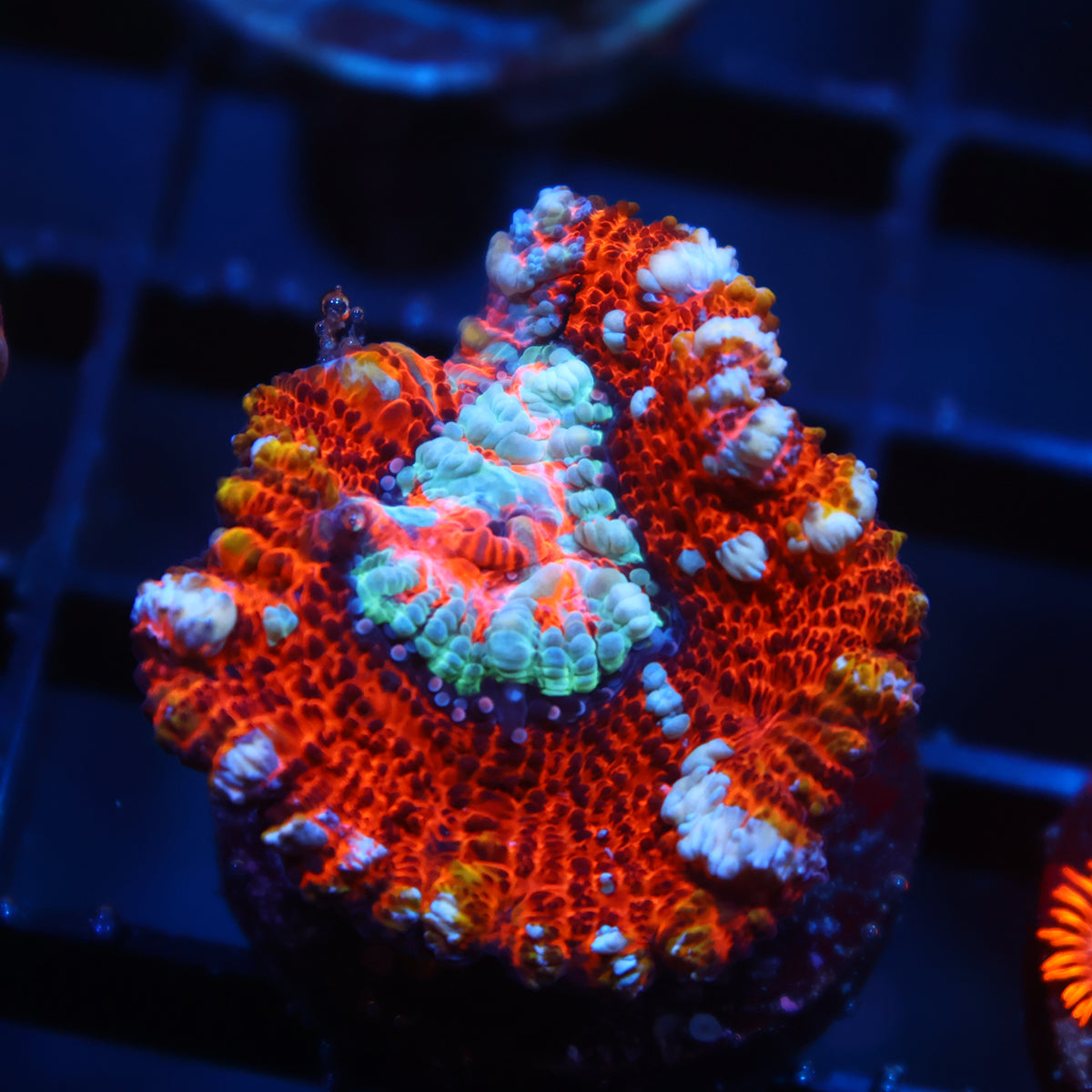 TCK Aquacultured Red Wilsoni