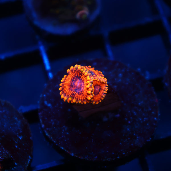 Burning Embers