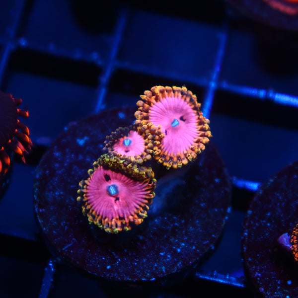 RR Pink Diamonds