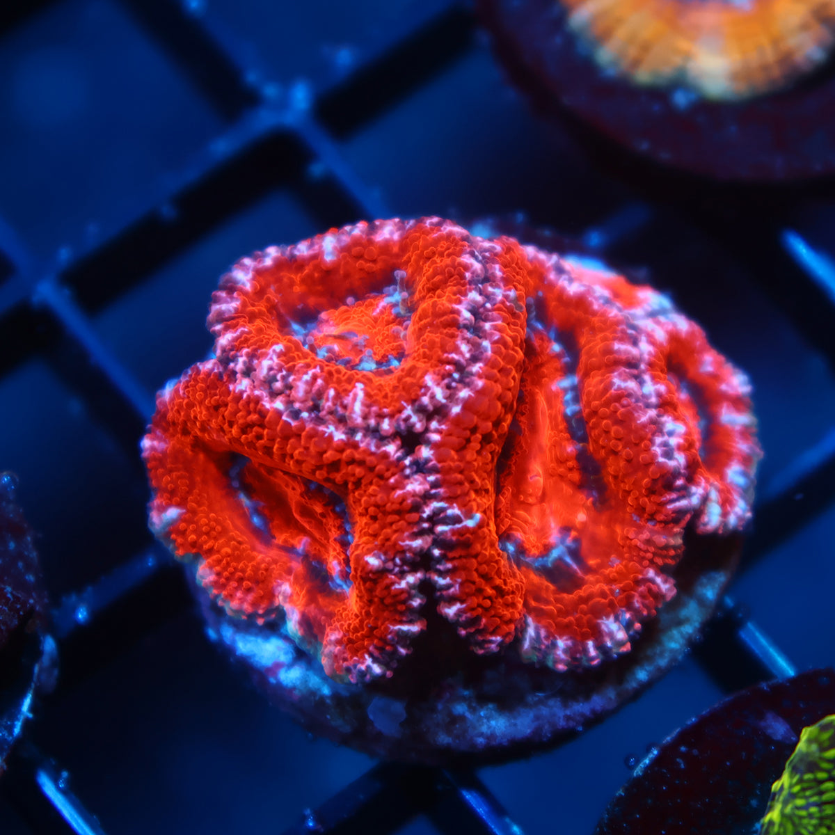 TCK Red Acan Lord