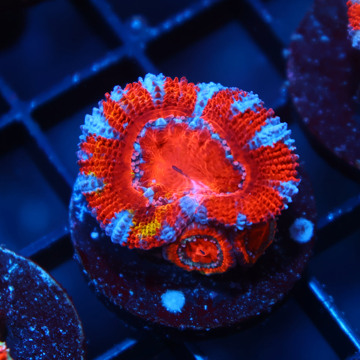 TCK Grafted Red/Rainbow Rim Acan Lord