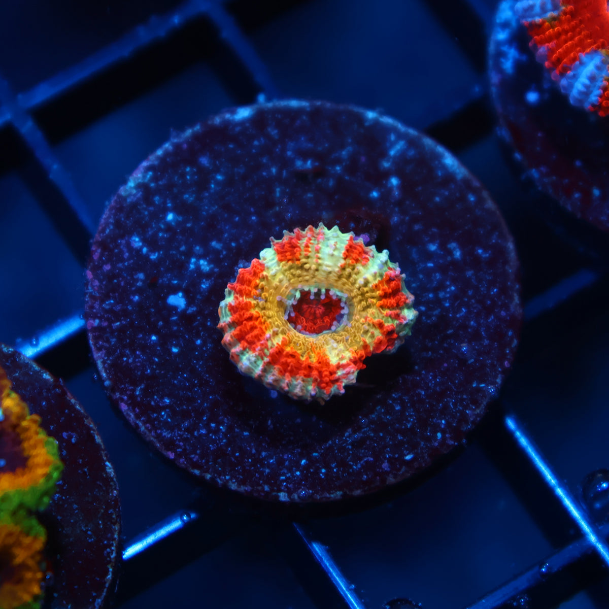 CC OG Rising Sun Acan Lord