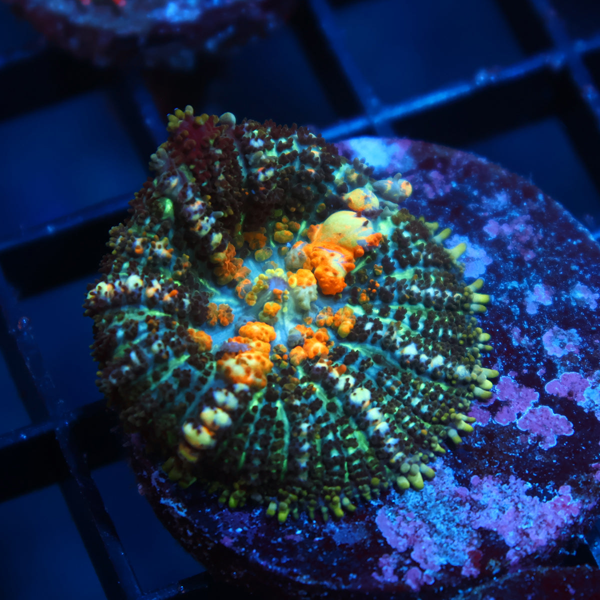 TCK Powerball Bounce Mushroom