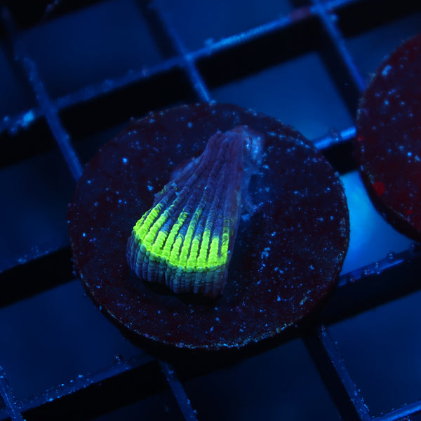 Tiny PPE Diaseris