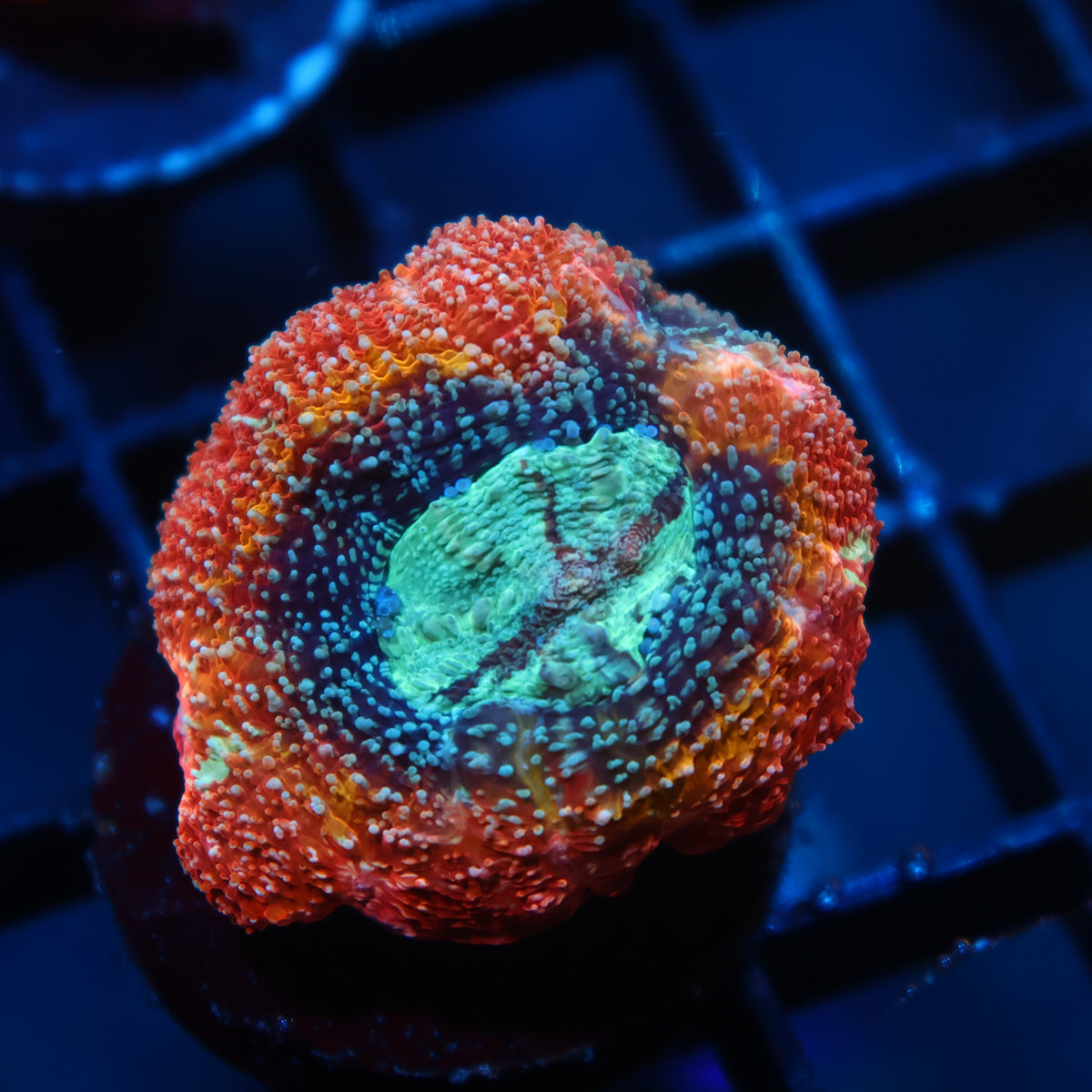 Juicy TCK Rainbow Bowerbanki