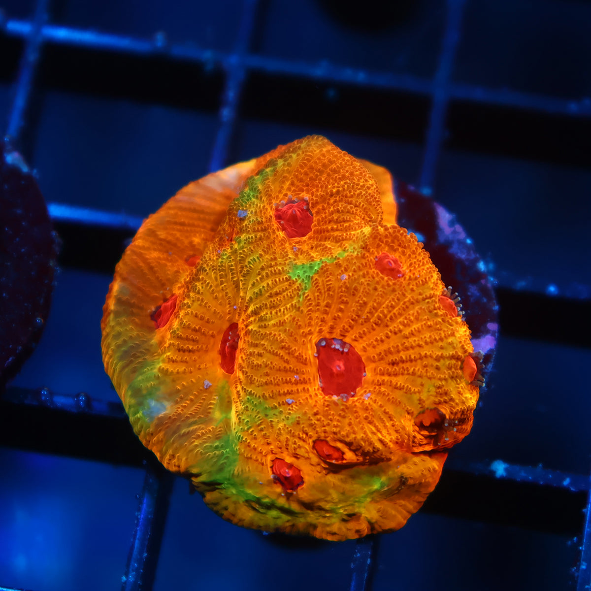 TCK Fascination Favia Orange