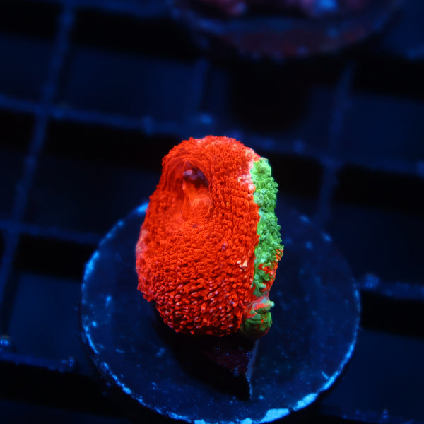 TCK Crazy Bleeding Apple Bowerbanki