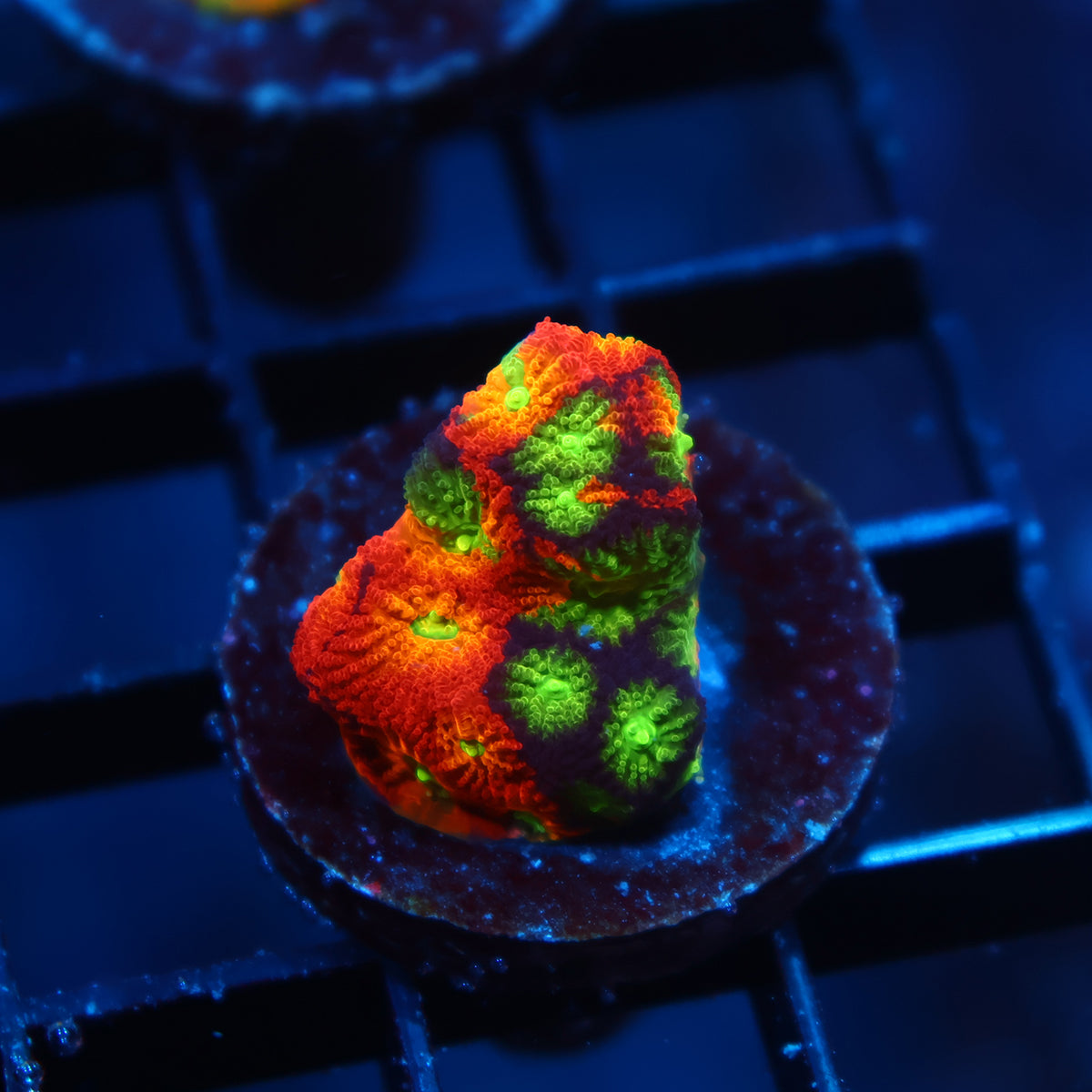 SR Mighty Max