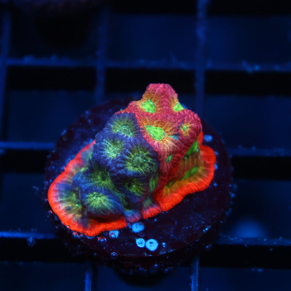 JF Dayglo Favia