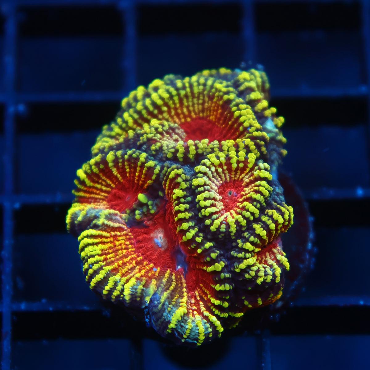 TCK Mayan Sun Favia
