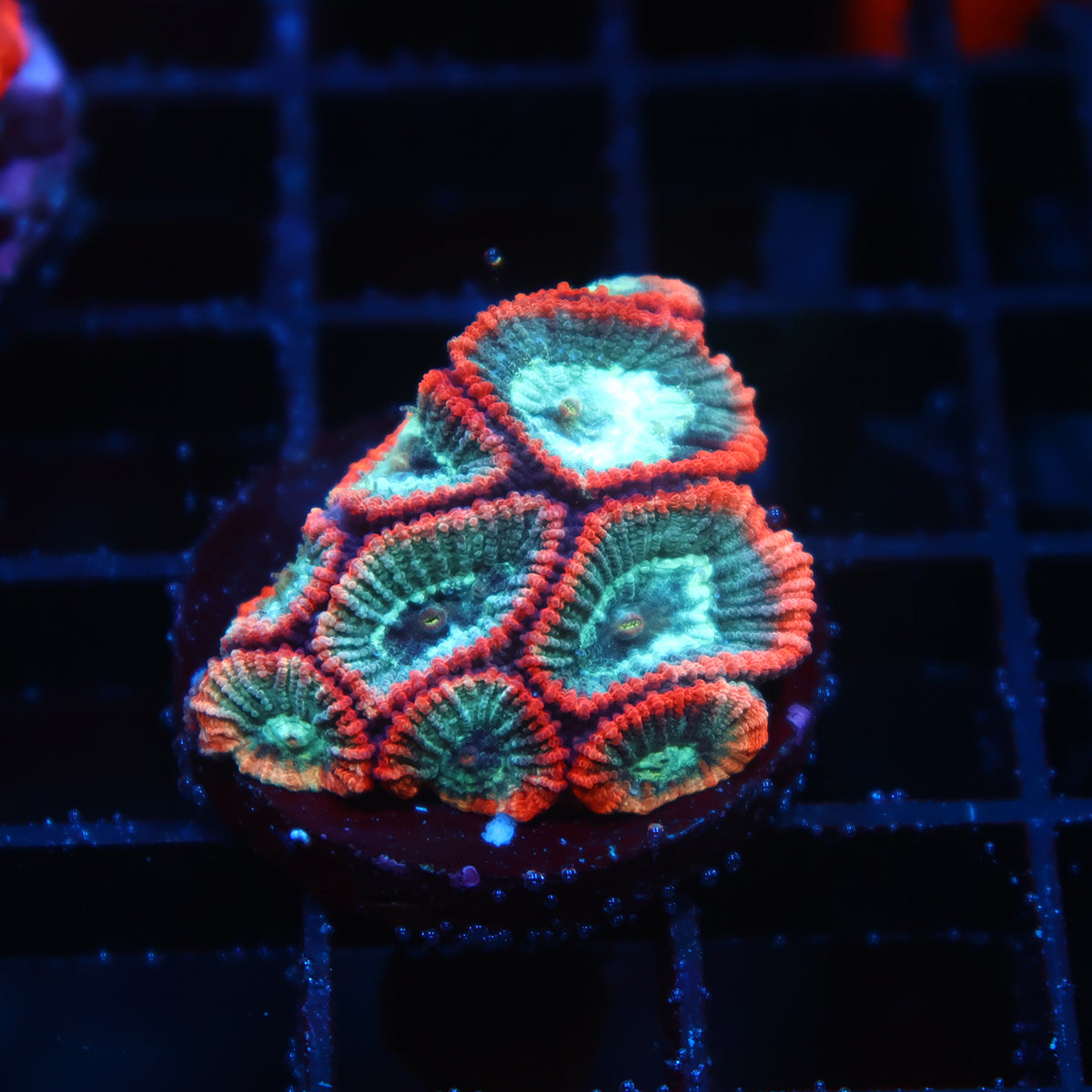 TCK Teal and Pink Favia