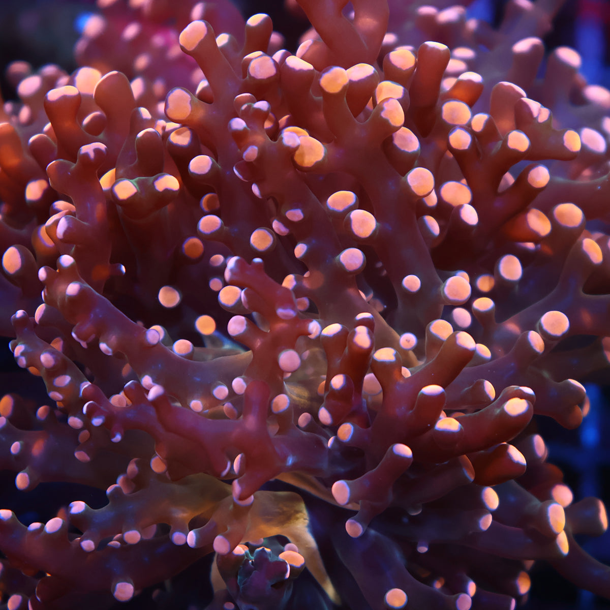 TCK Branching Gold Frogspawn