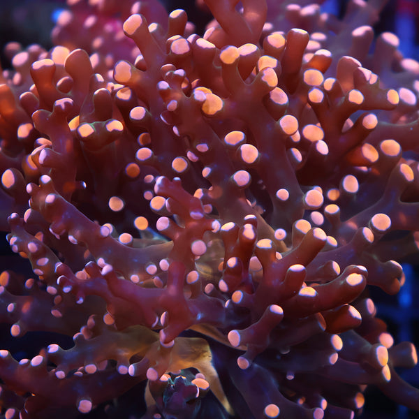 TCK Branching Gold Frogspawn