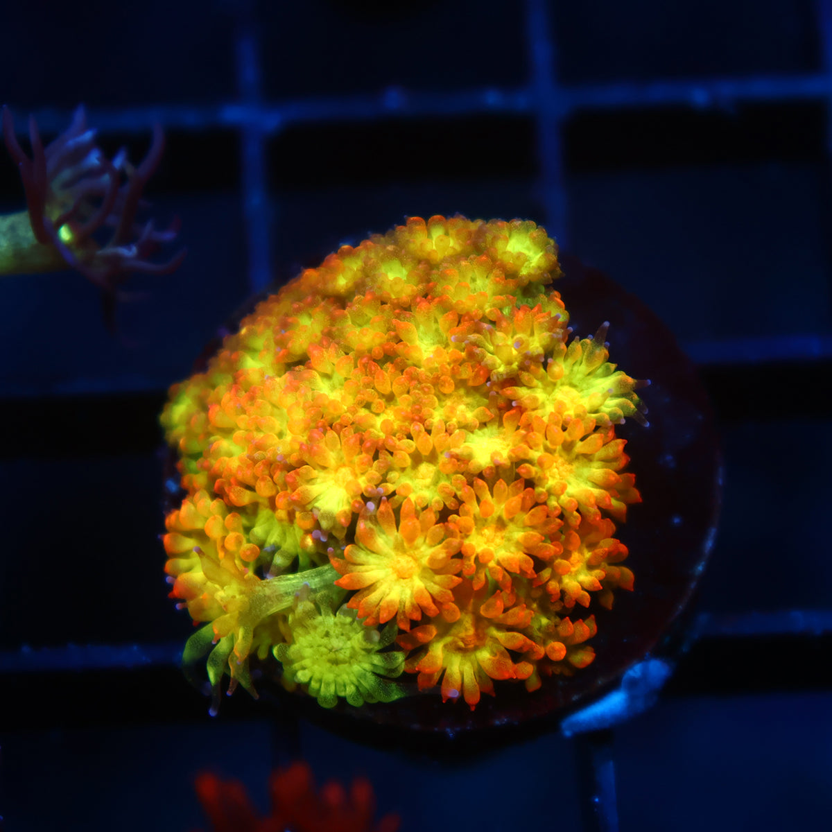TCK Combustion Goni Bernardpora