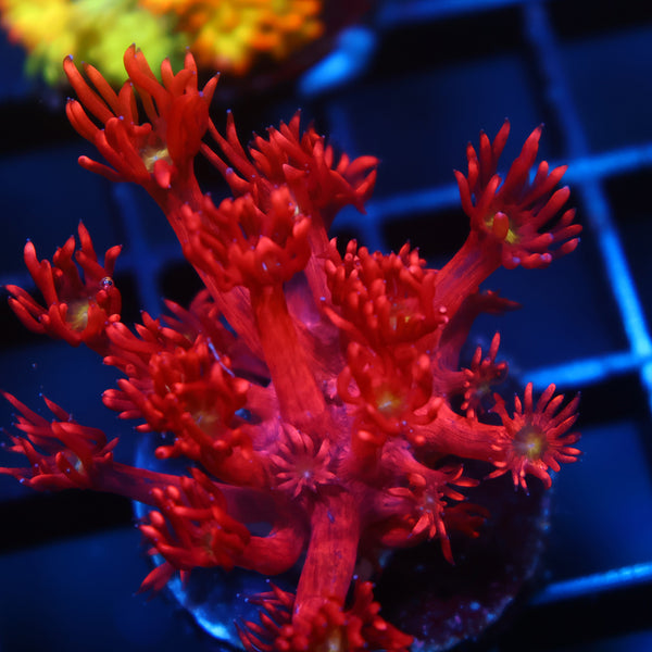 TCK Red Goni