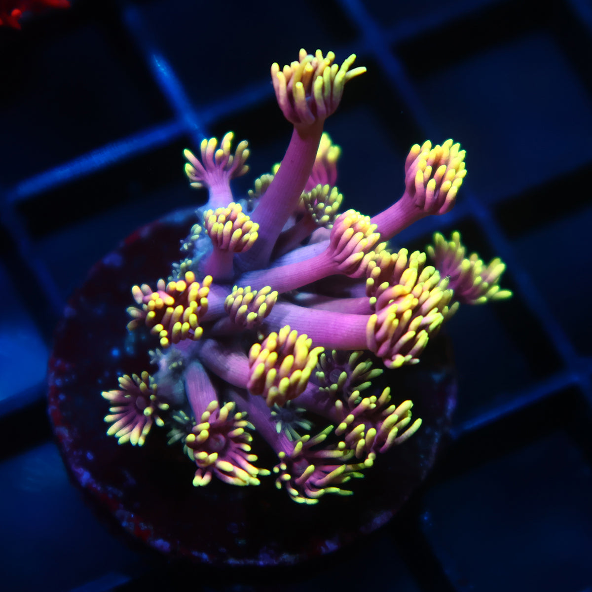 New Release TCK Easter Egg Goni