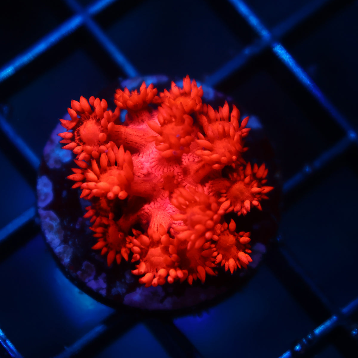 TCK Ruby Red Goni