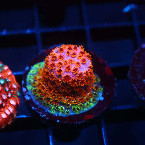 Skittles Bomb Cyphastrea