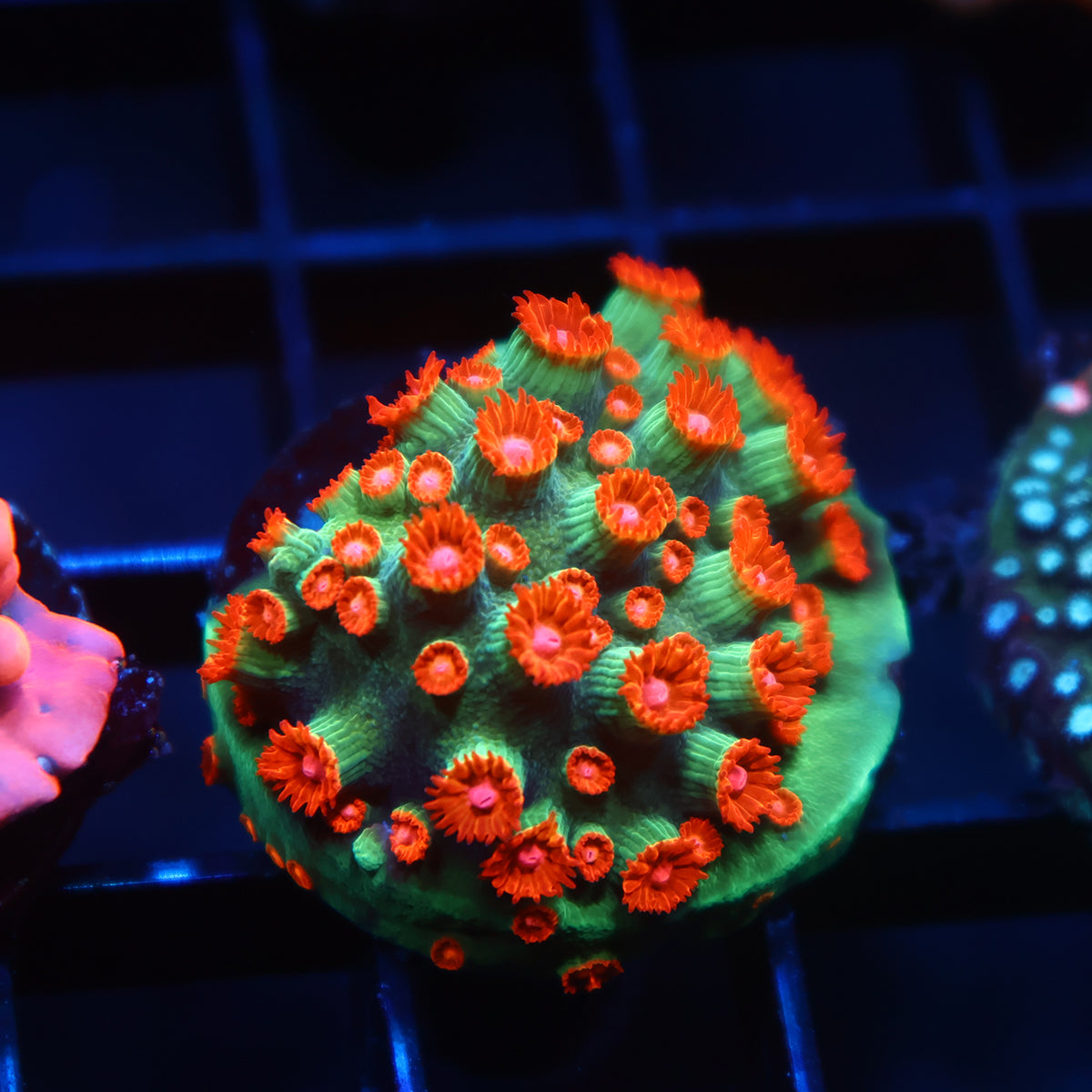 WWC Jingle Bells Cyphastrea