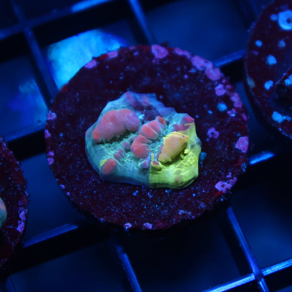 WWC Grafted Cosmic Candy Bounce Chalice