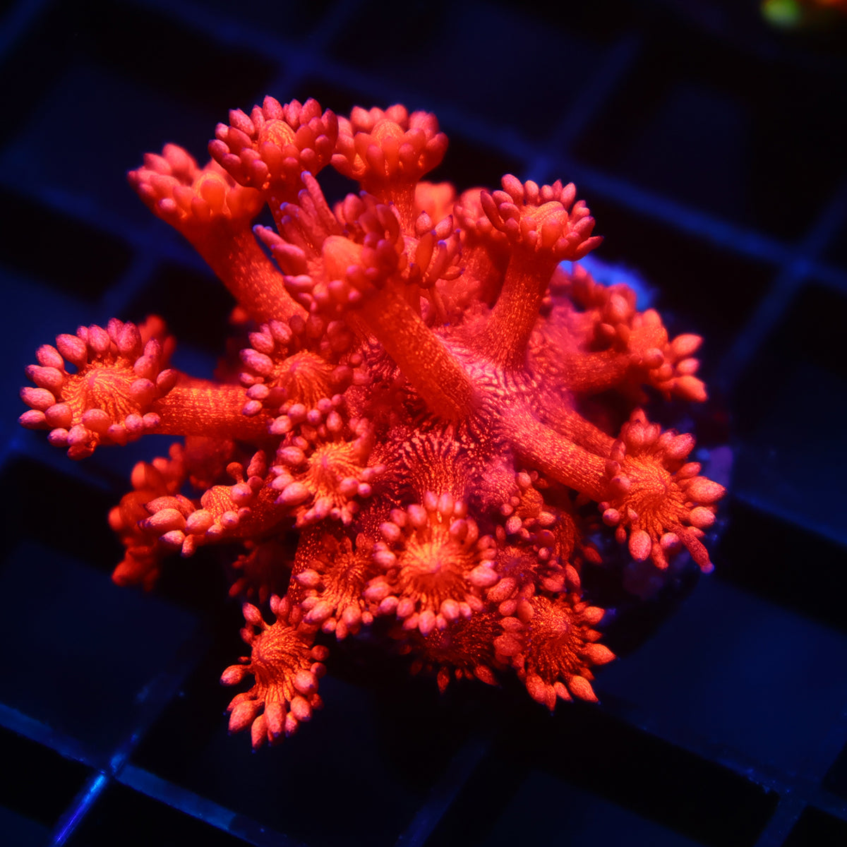 TCK Insane Red Glitter Goni