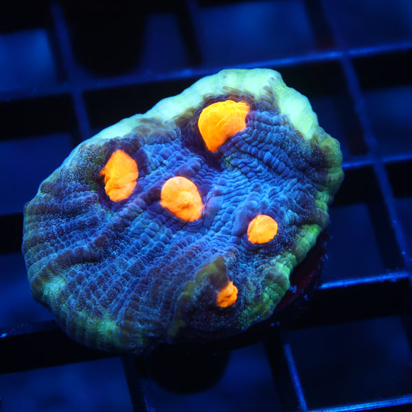 TCK Halloween Mycedium